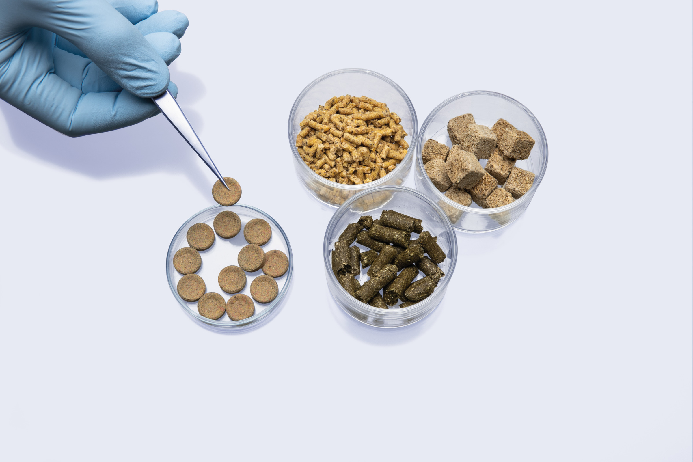 Gloved hand using tweezers to pick round pellet from dish, with containers of animal feed pellets and cubes on white surface