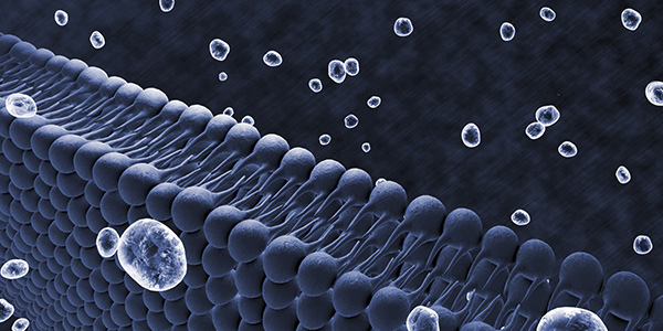 Investigating the fouling of membranes and improving their biocompatibility