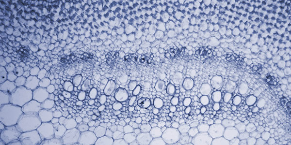 Assessing the level of trace elements in urine, blood, and hair